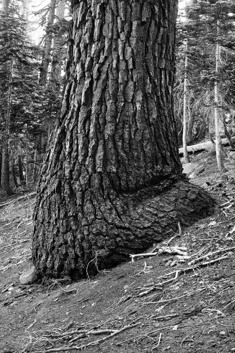 A Red Fir tree on the side of a mountain, growing straight upward with a tilted base