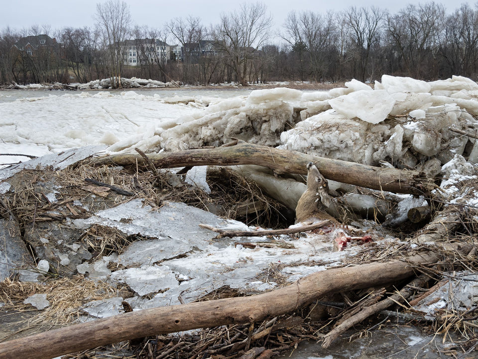 Deer caught in ice from maumee river