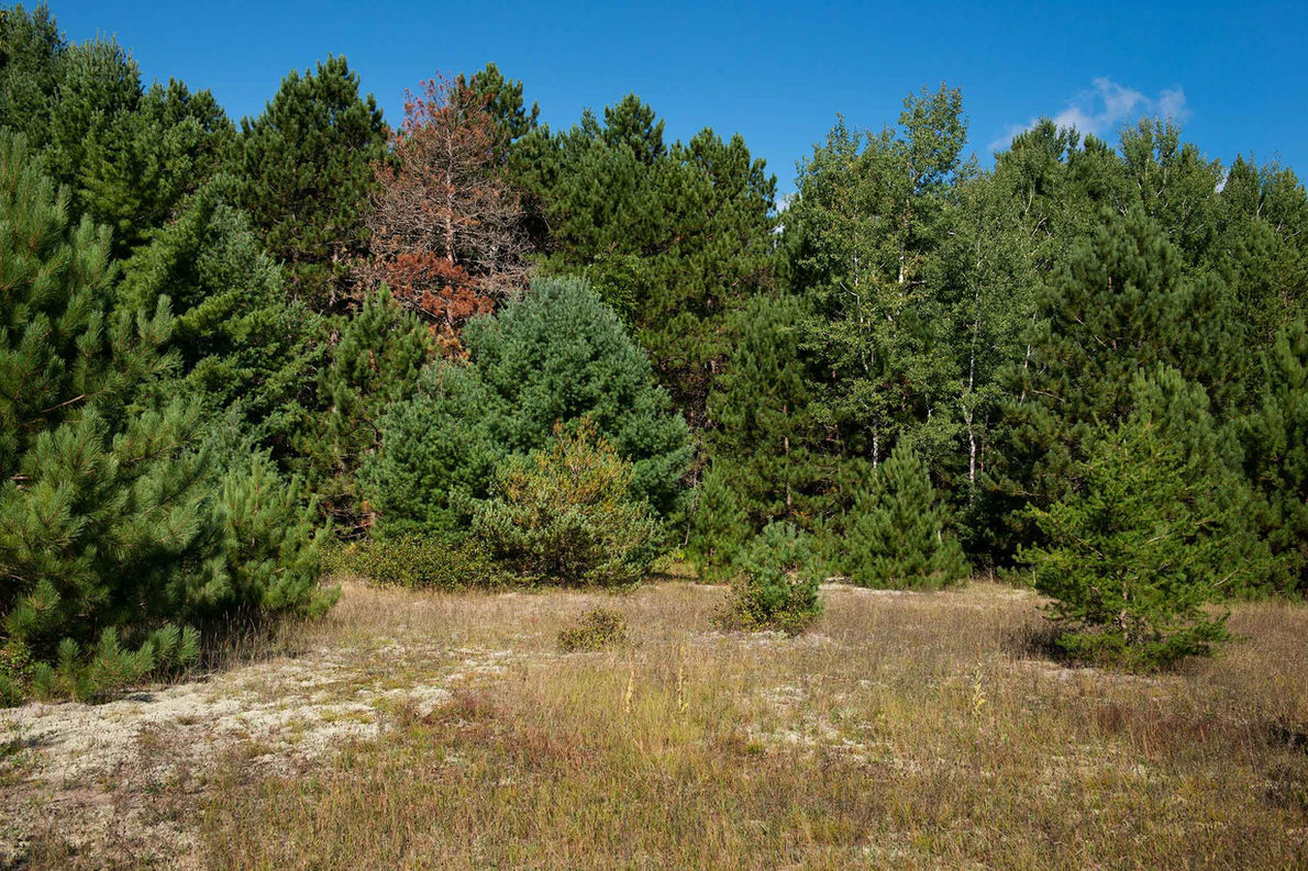 University of Michigan Biological Station forest