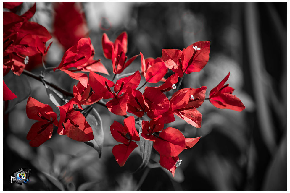 89487552_3042652395753938_89473342181579