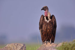 IMG-20210204-WA0113
