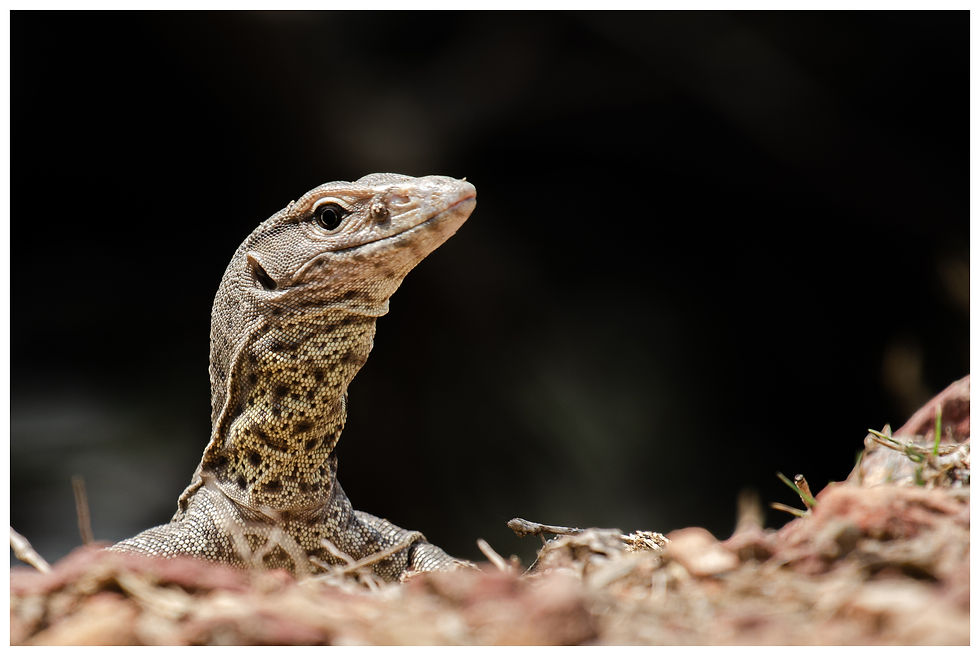 LizardMonitor_Keoladev_20180407_0332