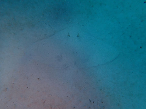 Flora y Fauna Cala Santanyí (18).JPG