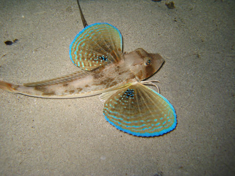 Flora y Fauna Cala Santanyí (3).jpg