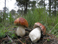 boletus