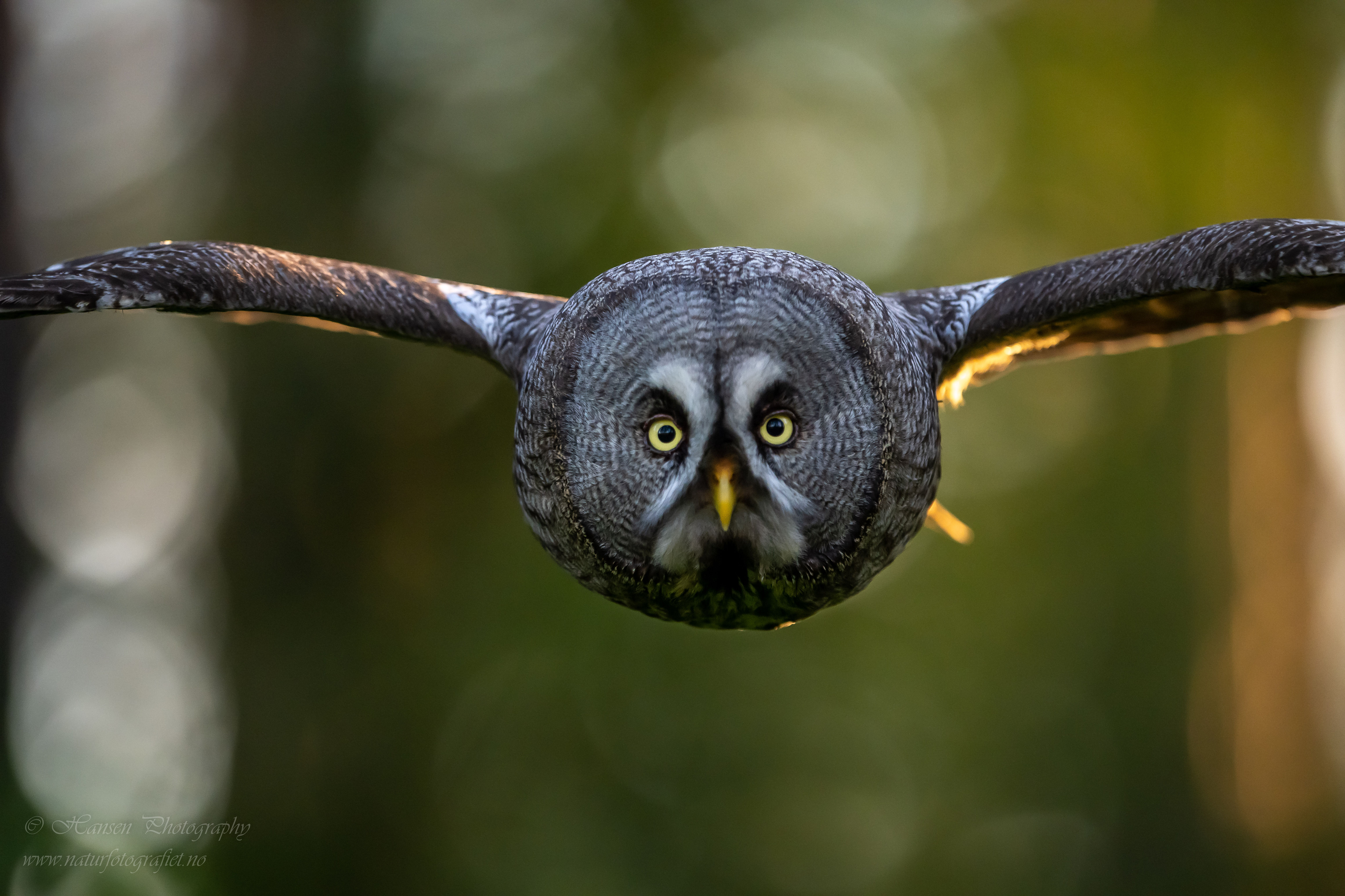 Nå kommer jeg. Lappugle