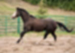 Joey sold to a home in Southern Alberta.