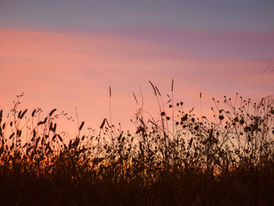 Cat tail vegetation against a backdrop of a sunset with pink and red and purple hues.