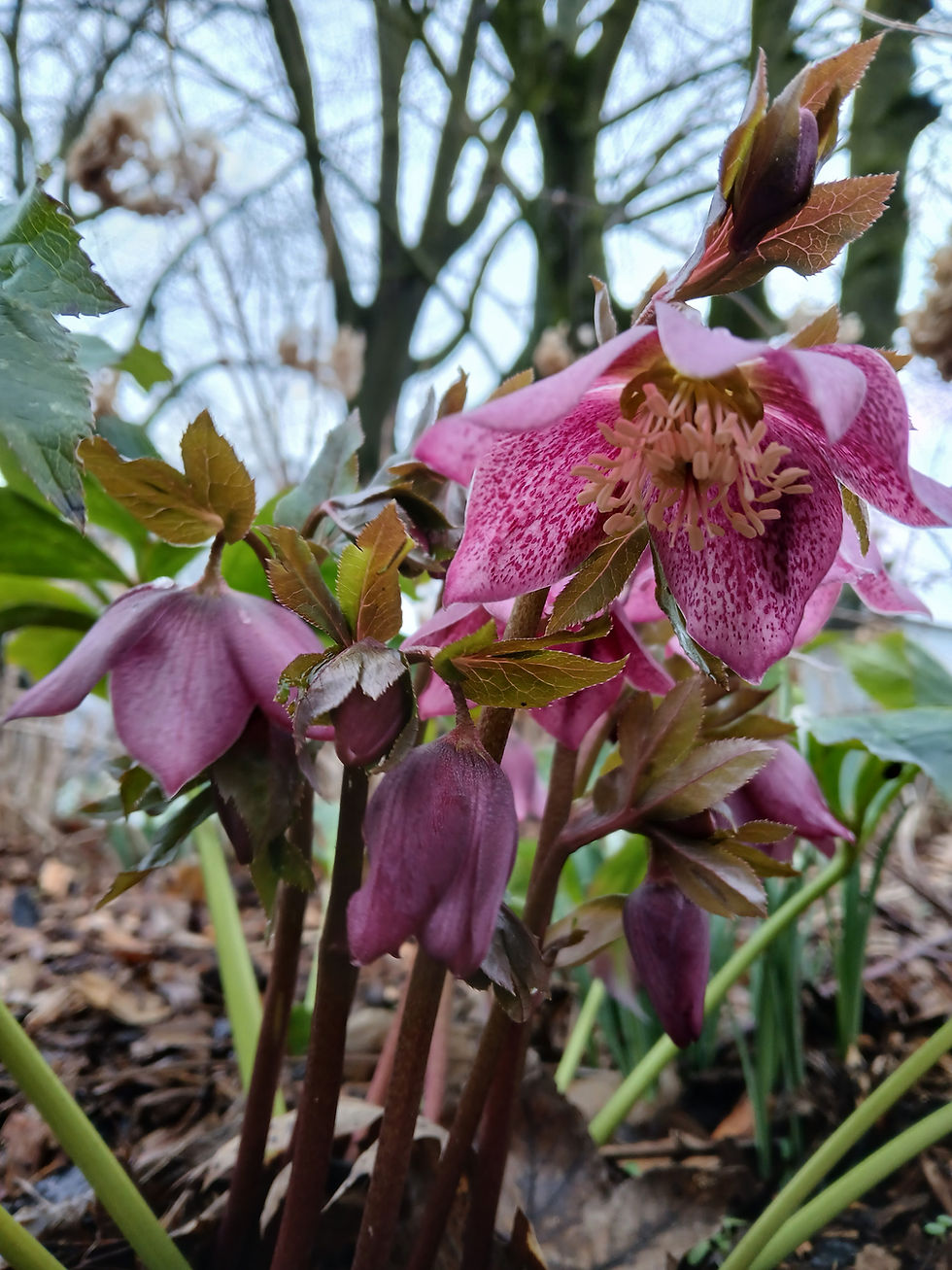 Helleborus, the first bloom, starting in December