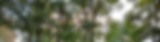 Garden trees Aug25_1.jpg