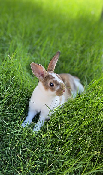 Spring Hill Rabbits of Georgia - Show Rabbits