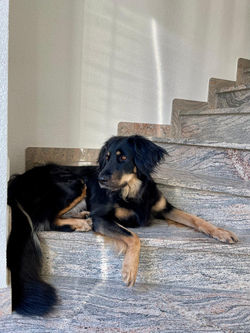 hovawarte-von-der-wunderwacht-mila-35