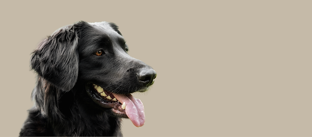 hovawarte-von-der-wunderwacht-hovawart-hund-schwarz.png