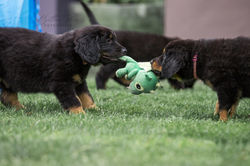 hovawarte-von-der-wunderwacht-hund-welpe-micah-12