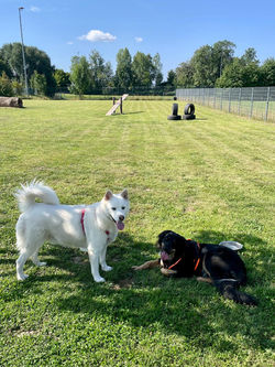 hovawarte-von-der-wunderwacht-mila-32