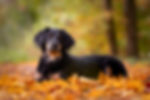 hovawarte-von-der-wunderwacht-hund-liegend-glanz.jpg