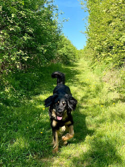 hovawarte-von-der-wunderwacht-mila-12