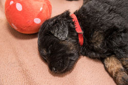 hovawarte-von-der-wunderwacht-hund-seitlich-sitz-wz