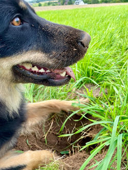 hovawarte-von-der-wunderwacht-mila-15