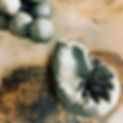 CAMU8732_edited.jpg