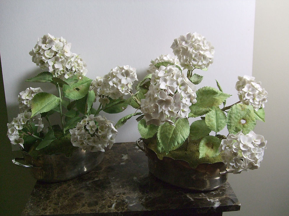 Hydrangeas