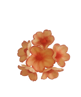 1-compressor (3).png