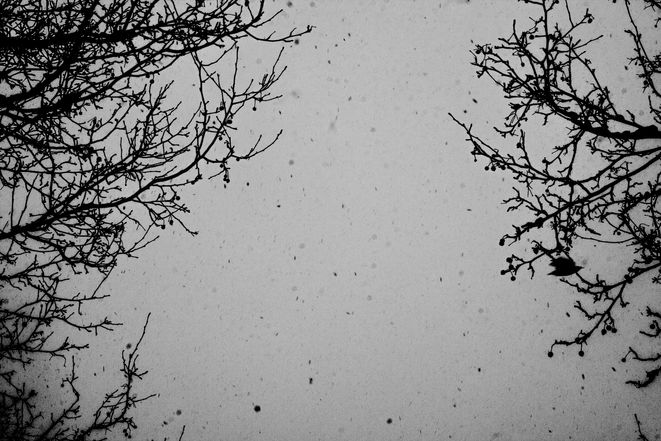 Monocromatica