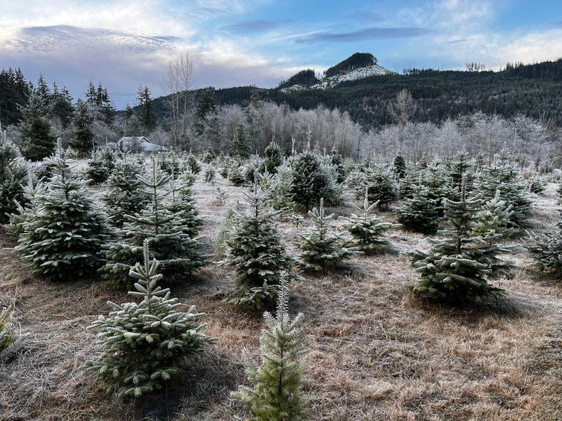 Big Lake Trees & Events UCut Christmas Trees & Outdoor Event Venue