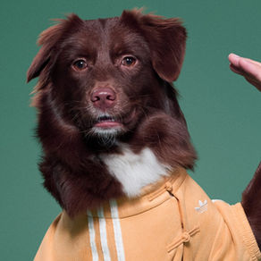 adidas Originals 推出毛小孩限定的「新中式外套系列」