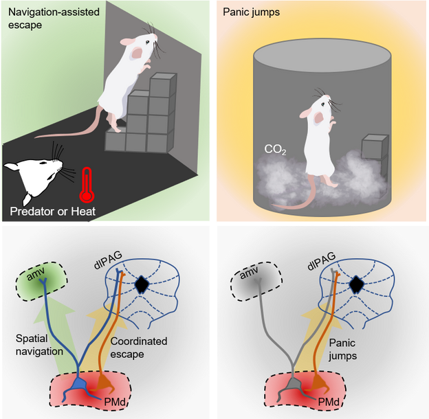 Fadok Lab published a Preview in 'Neuron'