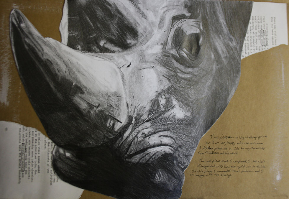 Rhino Sketch