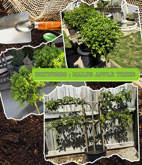 Boxwoods, Malus Apple Trees (1).png