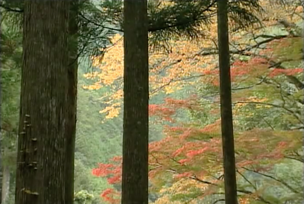 熊野古道・中辺路(和歌山県田辺市ほか)