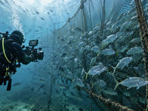 網に入った魚群を撮影するダイバー