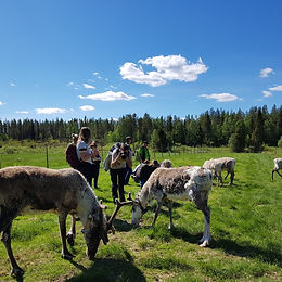 Porotilan ihana aamu