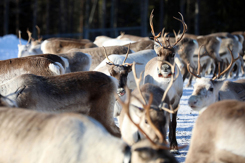 Farm visit 1 pieni.jpg