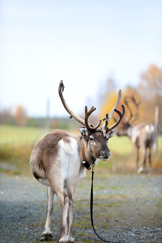 Rainbow reindeer.jpg