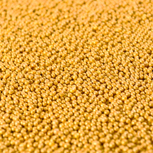 GOLD NONPAREILS