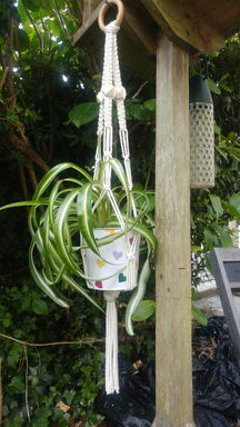Macrame plant hanger with spider plant in heart pot