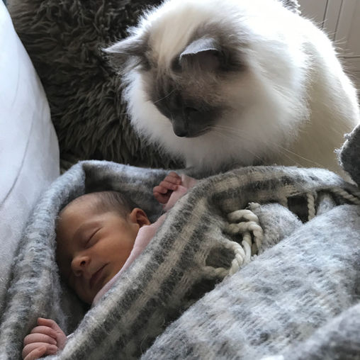 Un chat regarde un bébé dormir
