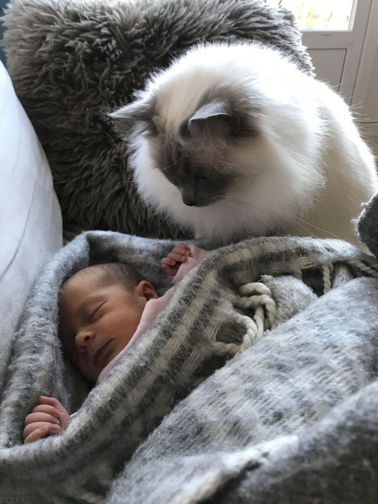 Un Bebe Ou Un Chat