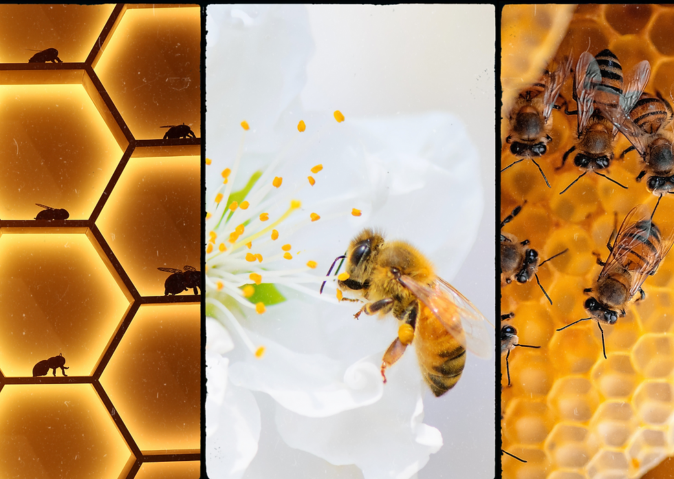 Composizione fotografica con tre immagini. Da sinistra verso destra, un alveare nel dettaglio, un'ape sul fiore, uno sciame sul miele.