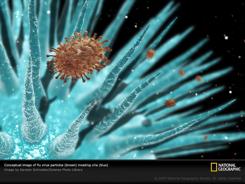 influenza virus.jpg