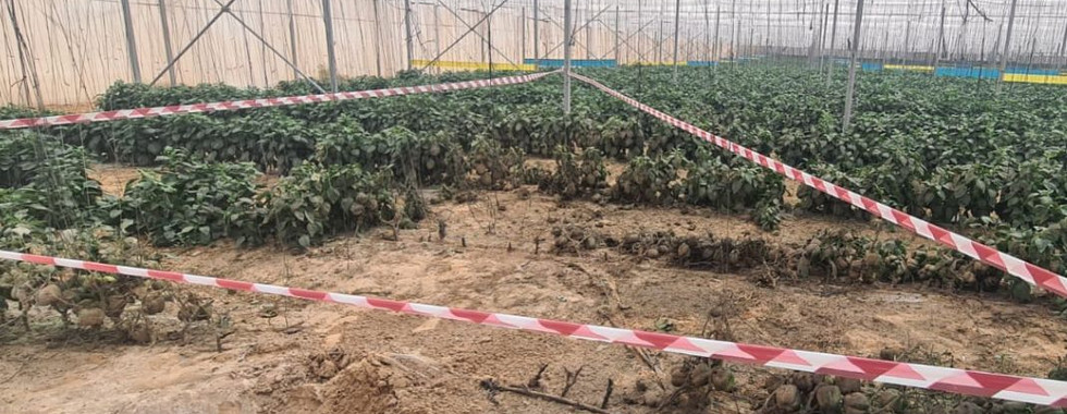 organic farm in Gaza envelope - save organic agriculture