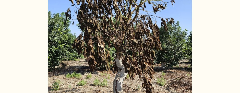 organic farm in Gaza envelope - save organic agriculture