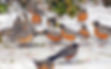 american_robin_dennis_atwell_blackwood_blog.jpg