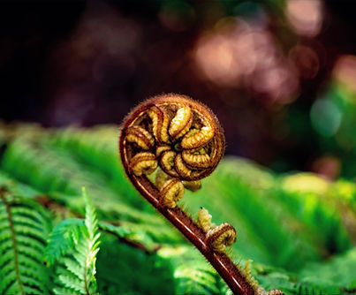 unsplash-vIQfQjrovW8_edited.jpg