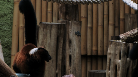Wrocławskie ZOO
