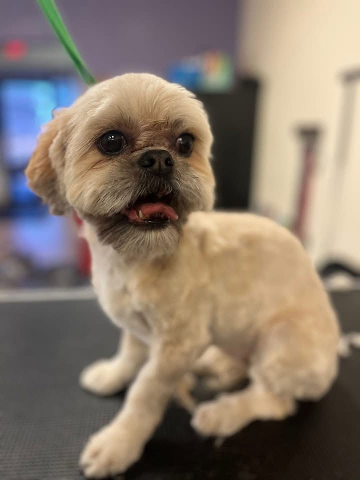 Molly & Friends Pet Grooming gallery