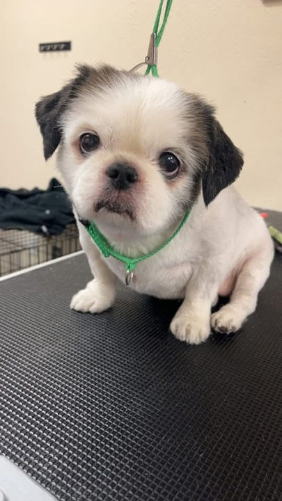 Molly & Friends Pet Grooming gallery